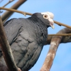 White-crowned Pigeon